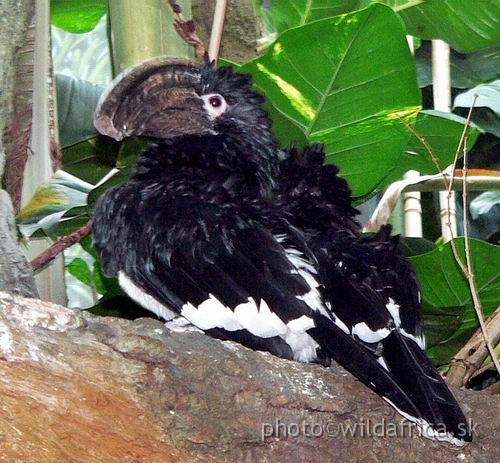 congo exp 4 b.jpg - White-Thighed Hornbill (Bycanistes albotibialis).